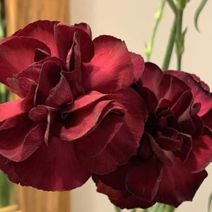 Meet your Posher, Nicolette